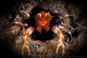 H O L E 
Olivar's Squat Lobster (Munida olivarae)
Macta... by Irwin Ang 